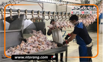 افزایش قیمت مرغ در اصفهان تا نیمه مرداد ادامه دارد